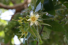 Duabanga grandiflora
